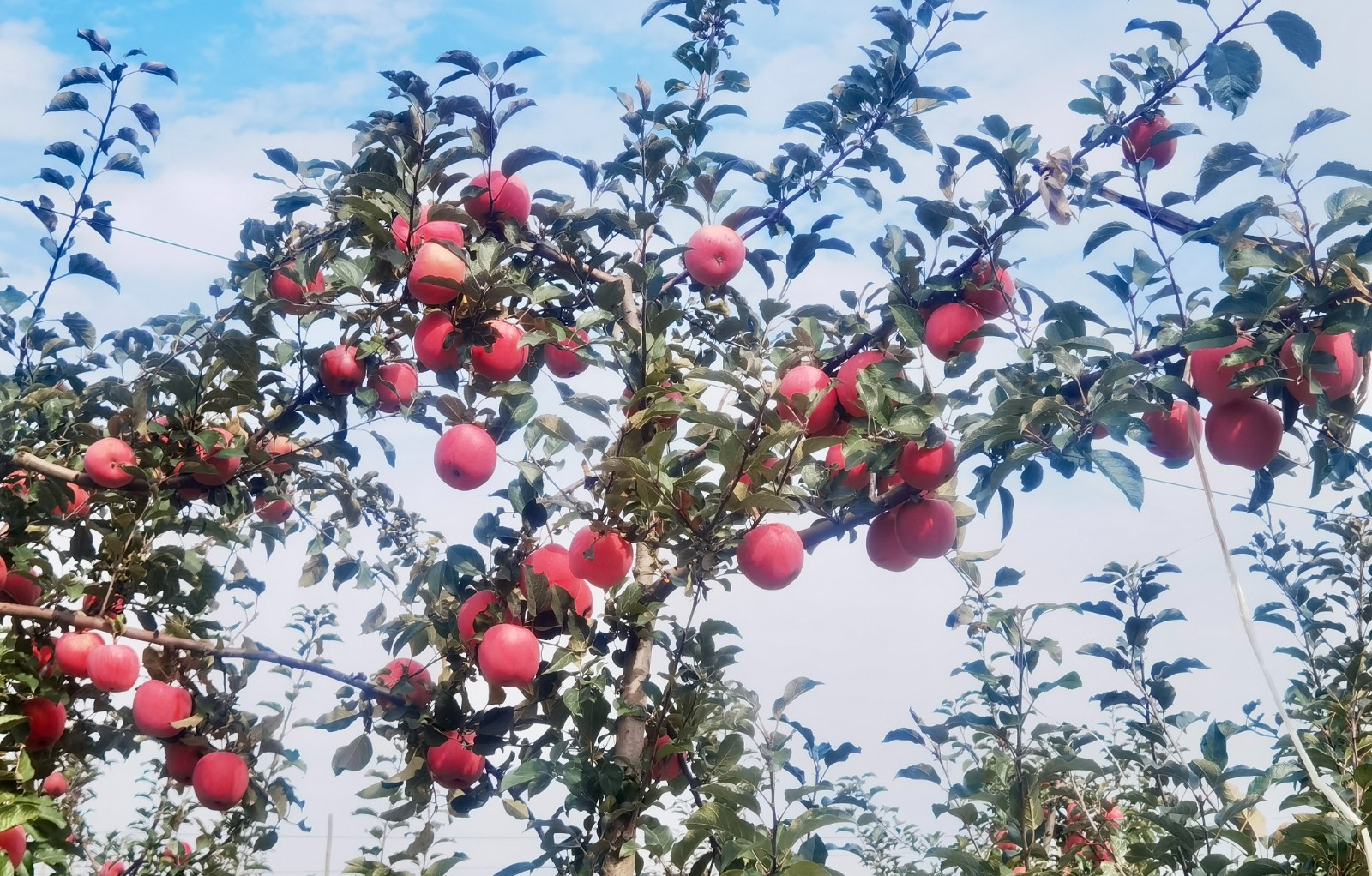 修图.jpg 修图.jpg